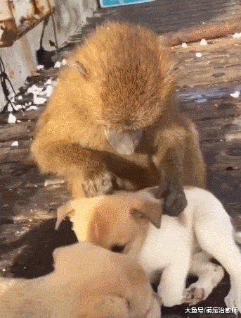 猴子天天在兩只狗身上找跳蚤，連一撮毛都不放過！狗：毛都薅沒了