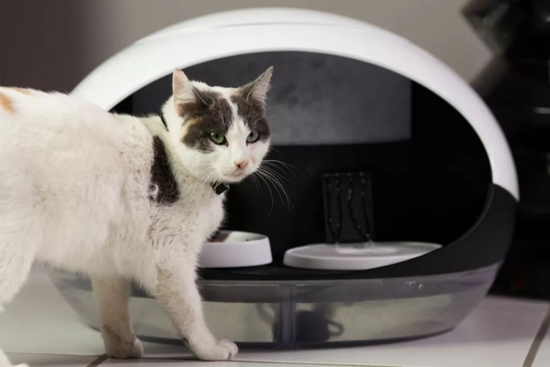 比搬家更可怕的事情：带猫搬家！