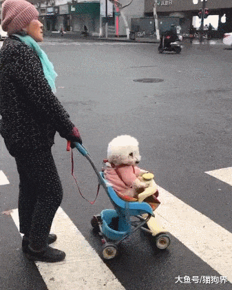 老奶奶带着狗狗出门, 坐着推车的狗子很安逸, 网友: 幸福的娃呀