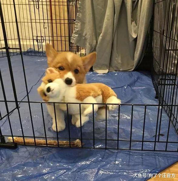 原来小狗狗扎辫子的时候是这样的