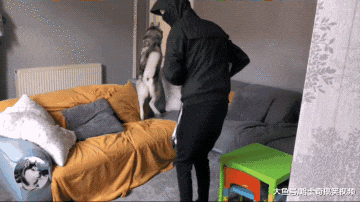 “黑衣人”闯入家中，结果二哈却帮忙带路，还送它离开大门