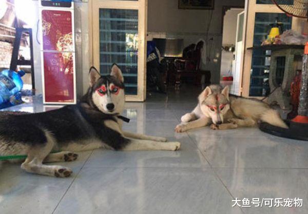 什么叫一物降一物，当哈士奇遇上了熊孩子，也只能乖乖认怂