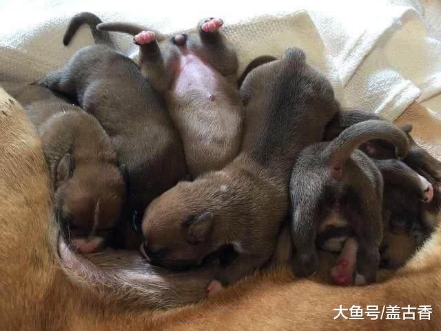 救援组织对狗妈妈伸以援手，现在被领养的奶狗画风大变！