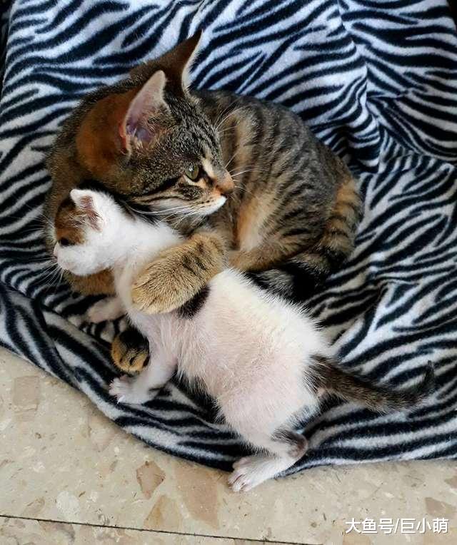 猫咪天天玩床垫，故意弄倒看主人扶起来，还装一脸无辜