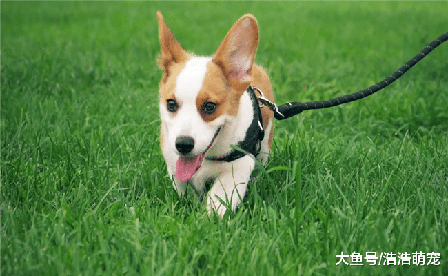 人气最高的5种狗, 柴犬在内, 第五种总会给主人带来麻烦