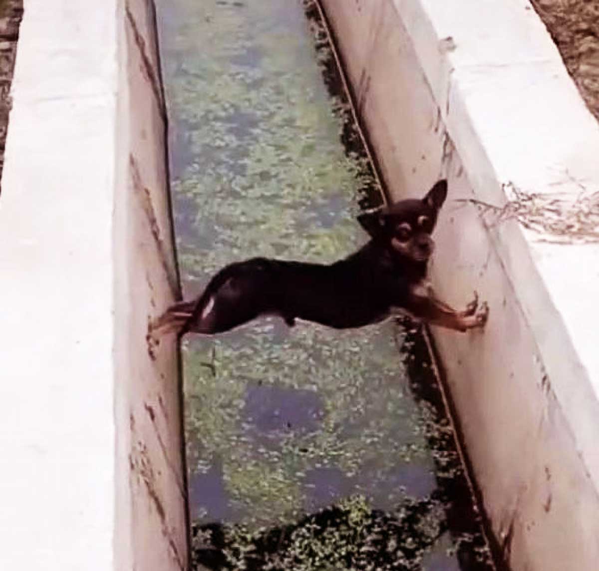 小狗危在旦夕，路人却只顾拍照，网友的推断却让众人细思极恐！