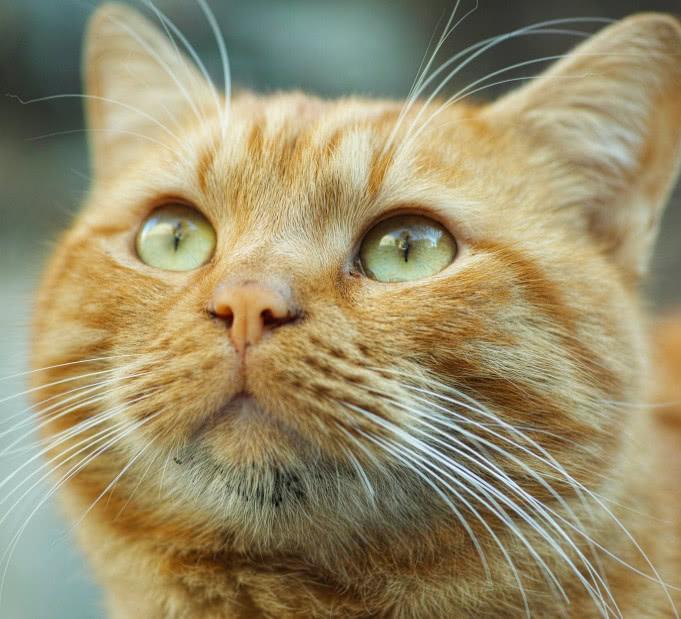 猫咪湿润的鼻子有什么作用？猫咪鼻子干是否就一定是生病了呢
