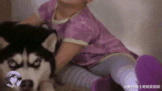 二哈犯错不改，主人派出“熊孩子”，表情却把主人逗笑了