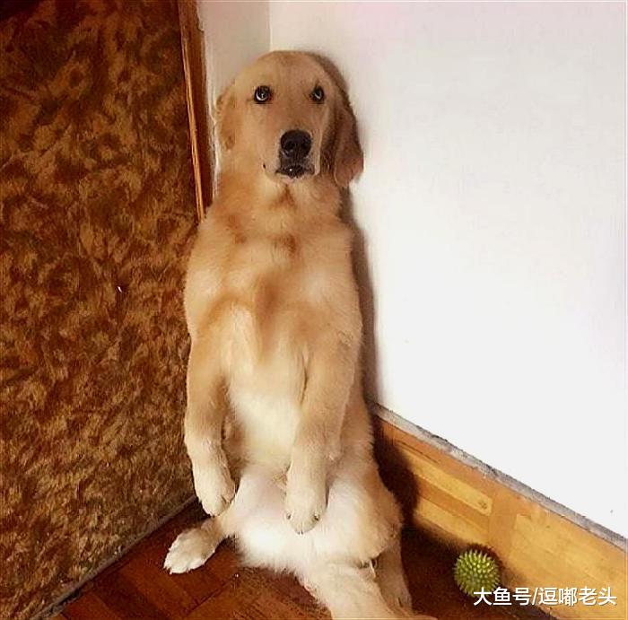 请大家评一评，哪一只狗狗在真心悔过？