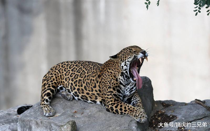 7大猫科动物实力排行榜: 除狮虎豹之外, 就属它们最厉害