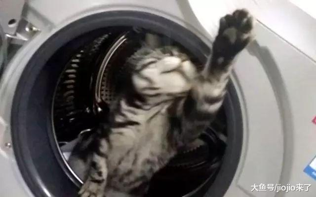 爱猫钻进洗衣机，洗了一小时才被发现，终酿大祸！主人伤心欲绝