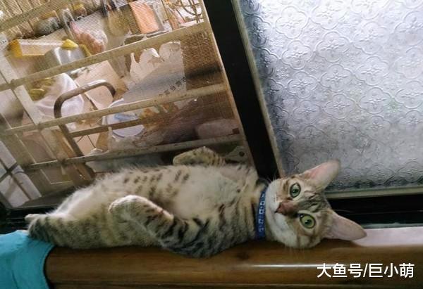 一条猫躺在单人木床上，一脸惬意地露出肚子，暗示主人快来撸