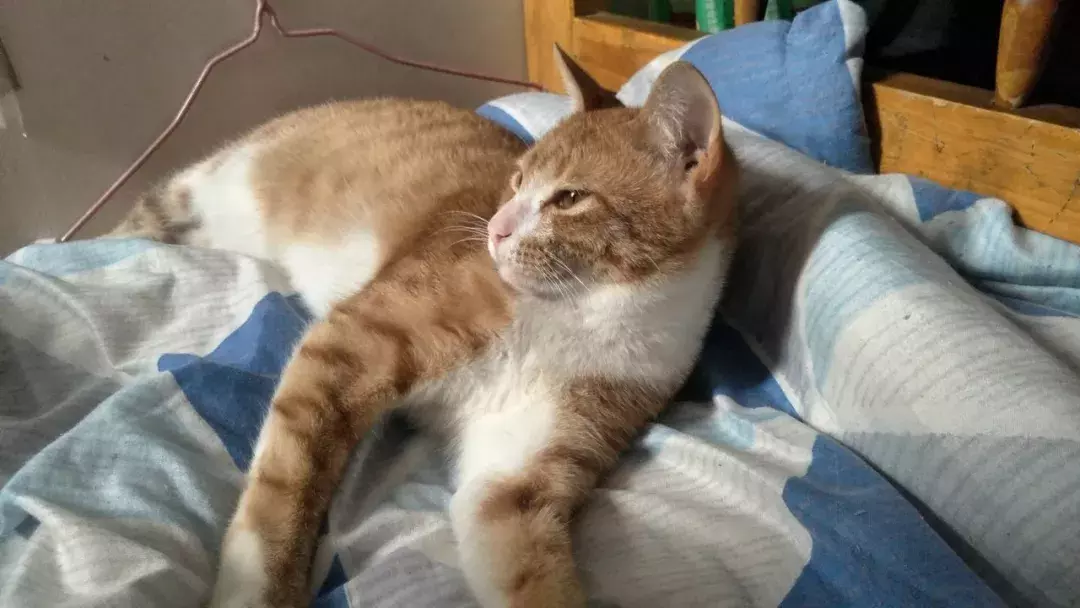 主人對著橘貓做出打槍的手勢，戲精橘貓馬上舉手投降...