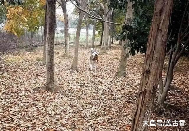 带着哈士奇回老家玩，它叼回来的东西让人崩溃，网友：一块炖了吧