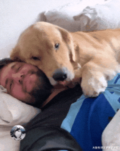 金毛从小就喜欢睡主人身上，结果一年后，却忘记自己长大了