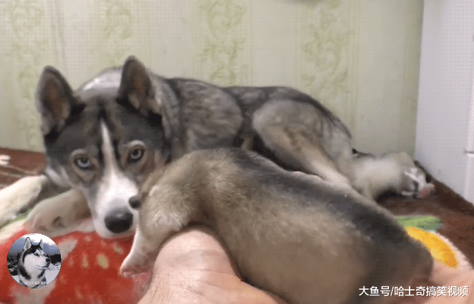二哈生完宝宝才5天，奶狗就被主人拿来玩，狗：玩够了没？