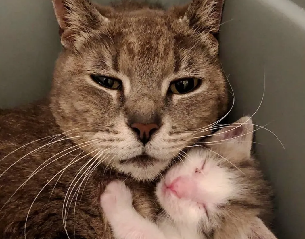 好心人在野外拯救了猫咪母子，被救助后，猫妈妈抱着孩子流出泪水