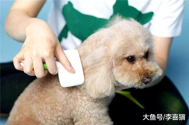 剪毛并不存在美毛功效，主人为提高爱宠毛发质量，还需从三点出发