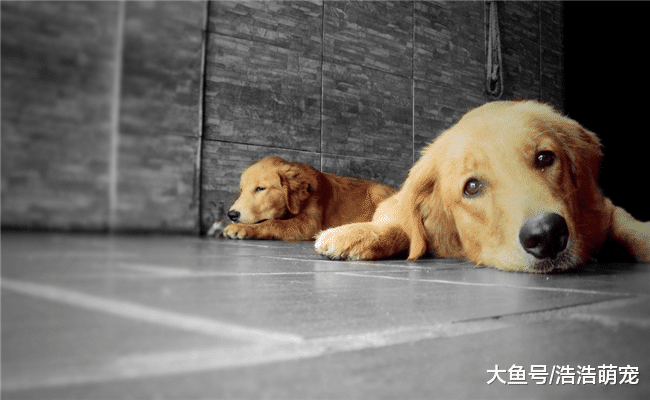 养狗后，你才能想清楚的事，网友说出实情，都很现实