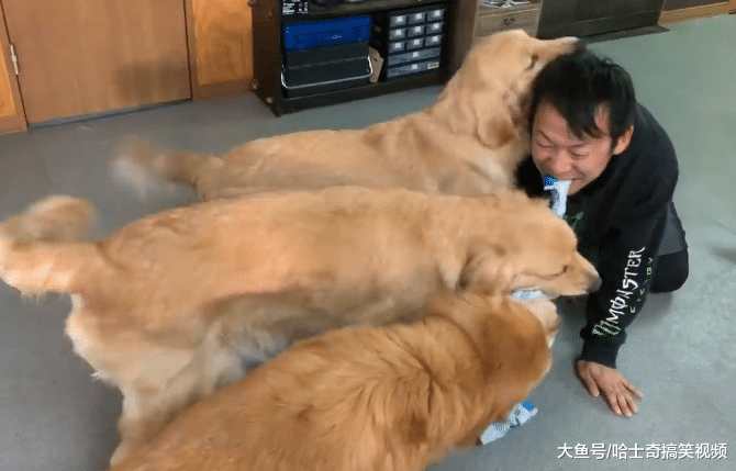 日本男子想更了解金毛，装成“同类”一起玩耍，脑洞真是大