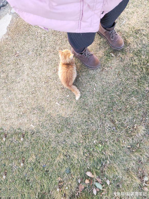 女孩下班等车时发现一只小橘猫, 纠结收养时, 它的反应让人笑翻了