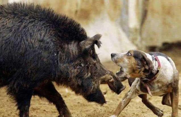 如果在农村的山上遇到野猪该怎么自救? 老辈人说装死能行吗?