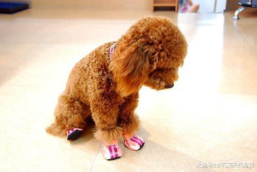 对泰迪犬来说，主人的这5个惩罚，如同毒打