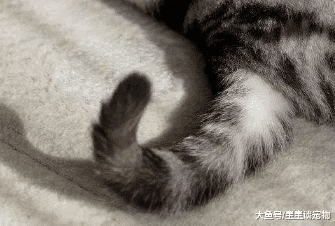 猫咪恨主人的十种表现 用猫爪拆家、发情期连夜直叫（猫奴必看）