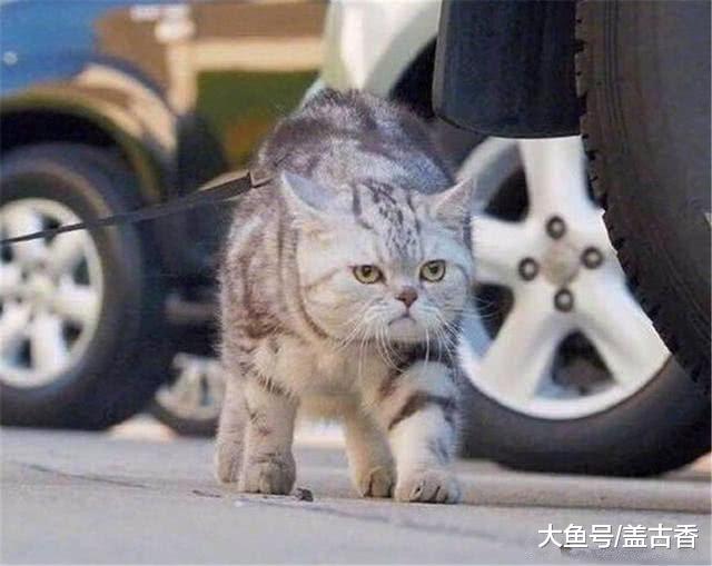 猫咪走路自带王者气息，几公斤的体重，硬是走出老虎般的架势！