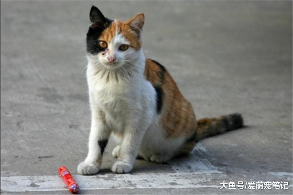 流浪猫去超市偷香肠，同伴坐在门口放哨，网友：一看就是惯犯啊！