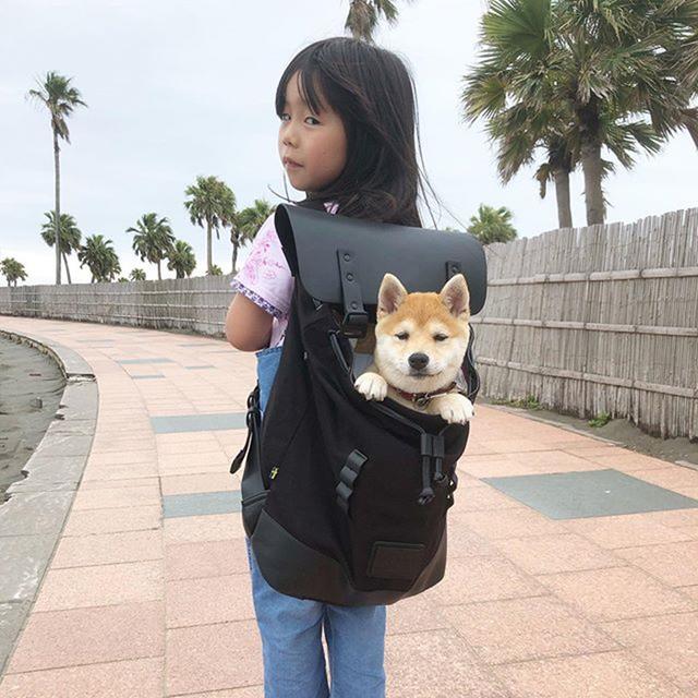 女孩从小背着狗狗出门，长到40斤后依然坚持，直到狗狗离世才放下