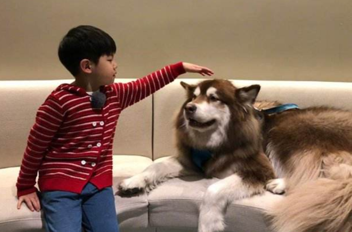 一句话告诉你, 狗狗寻求关注的时候, 是否置之不理!