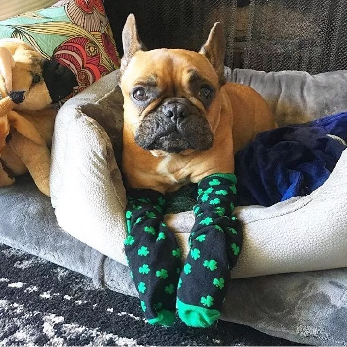 法斗到底有多可爱？快要被萌化啦