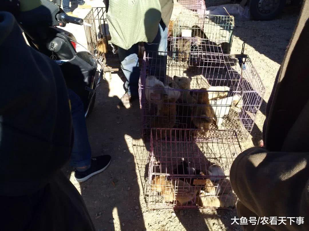 狗市: 肉狗商贩转卖肉狗价格翻数倍, 卖不出去也不亏!