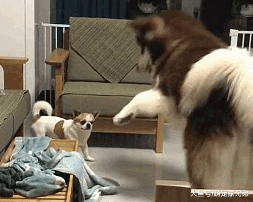 3个月的阿拉被领养回家，却受到另只狗狗的欺负，半年后画面扭转