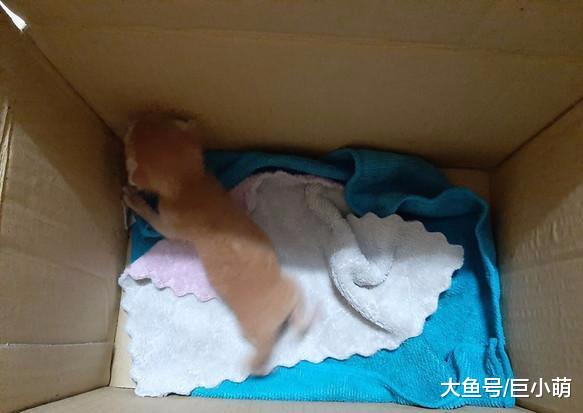 朕要养这只猫，橘猫叼回来一只同色猫咪，主人愣了，这是私生子吗