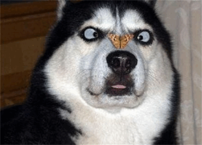 主人本想让金毛来引导二哈，结果却多了一只“二哈”，网友笑喷！