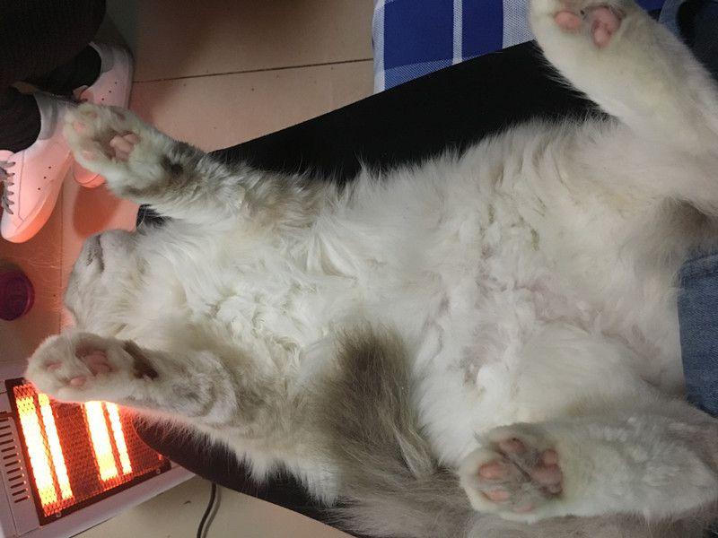 冬天到了, 小猫不愿意呆猫架, 非要跟人黏在一起