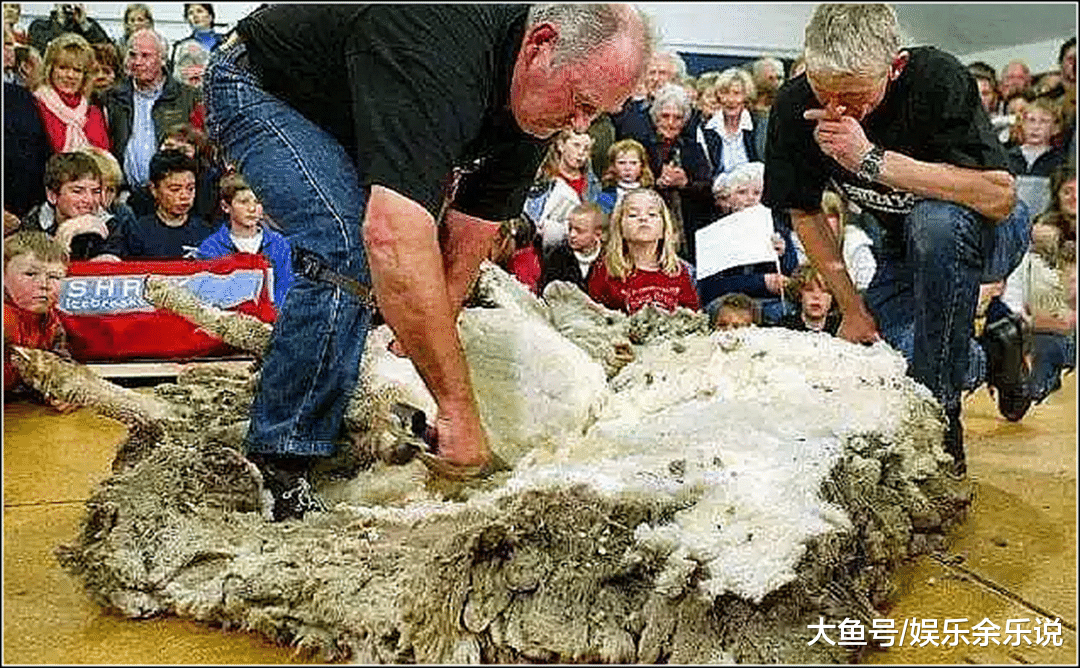 男子家里急用钱，把养了十几年的羊剪毛卖了，剪完后直接泪崩了