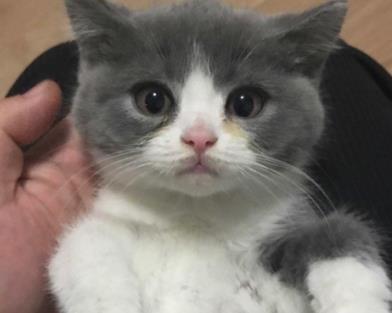 公司养了一只英短, 同事都沉迷撸猫无心上班, 老板后悔了