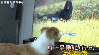 边牧追剧成瘾，为了避免它近视，铲屎官想出了这样一个办法...