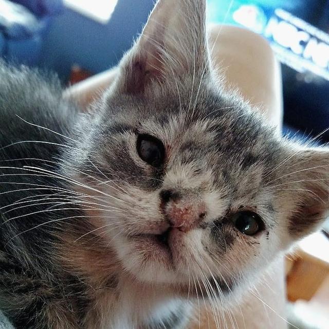 流浪猫咪天生有缺陷差点被安乐死，在它遇到真爱后，命运被扭转了