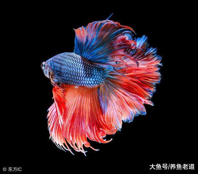 燕鱼、七彩等很多观赏鱼, 投喂冰冻鱼食会得肠炎吗?