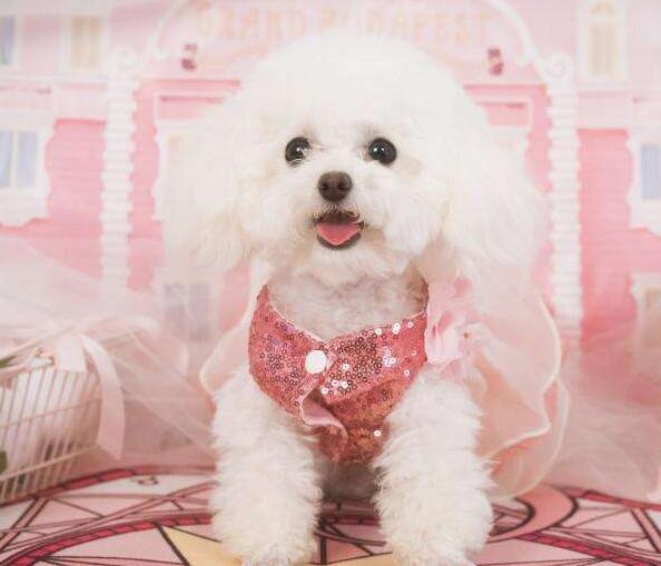 金毛犬、泰迪犬、雪納瑞犬都有什么特點，你會選擇哪種狗狗飼養呢