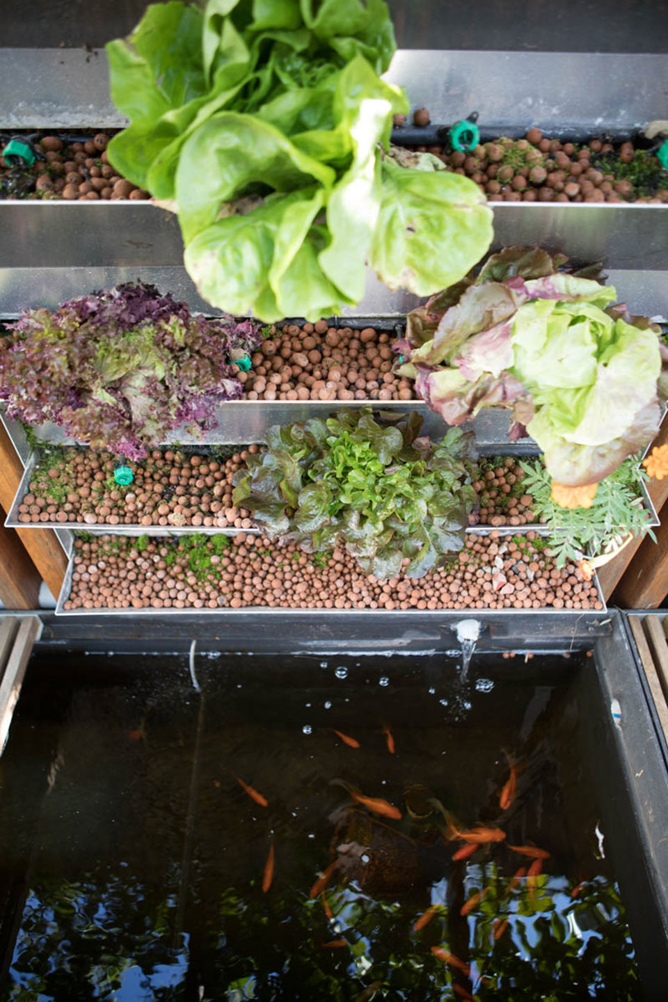 悉尼建筑团队打造的生态居所