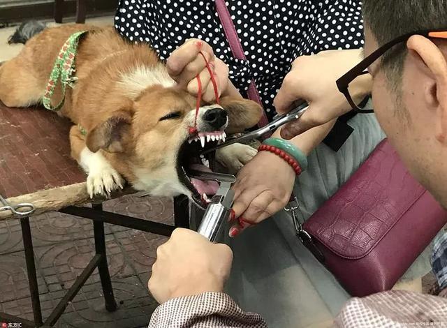 想养一只不太会叫的狗, 请问有什么推荐?