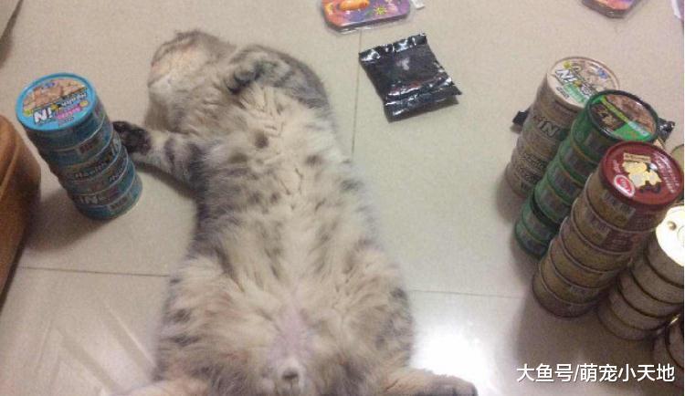 曾呛带猫滚出去的阿嬷, 3年后心疼圆脸喵太瘦像猴子