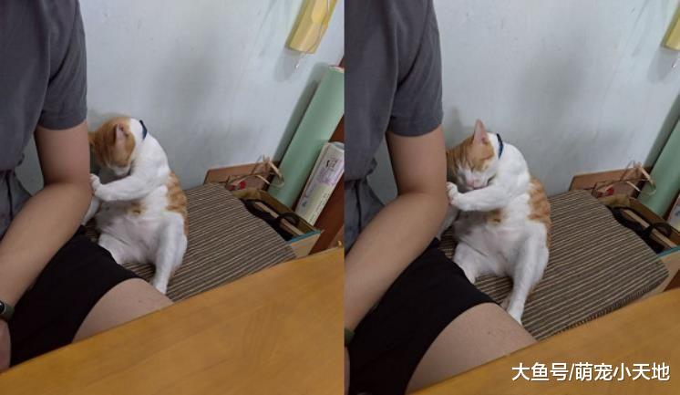 压到脚脚了，好痛！肌肉喵皱眉推开哥哥，浮夸脸笑翻人