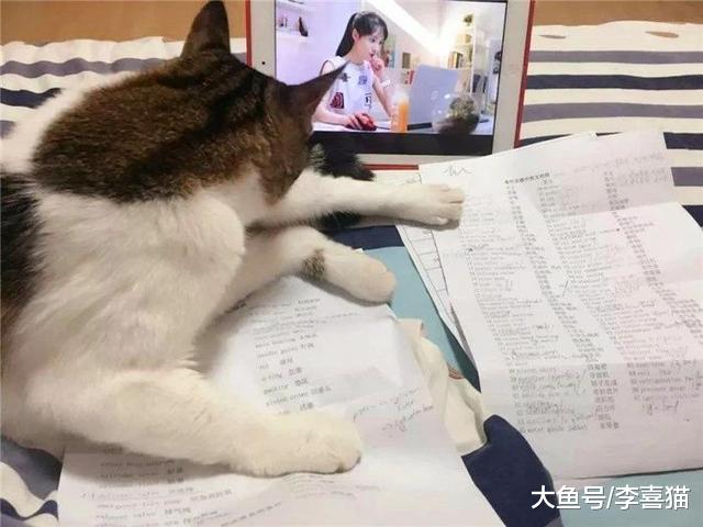 辟谣，猫咪教育不可迷信暴力，需根据不同成长阶段来进行合理纠错
