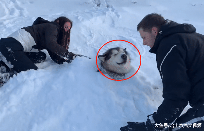 主人帶狗狗來玩雪，結果卻把它當“道具”，汪：怎么又是我